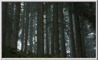 The Forest of Caledon