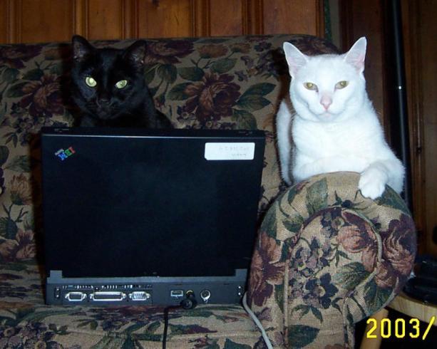 [It's really just a picture my cats, 
            one of which is sitting on my keyboard]